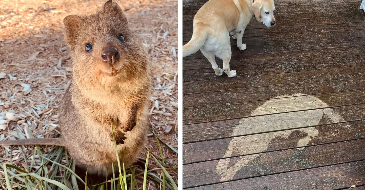 Ein-letztes-Mal-Tierbilder-f-r-2025-schnell-