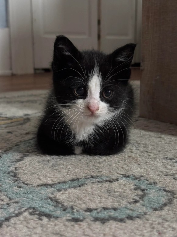cute news tier katze

https://www.reddit.com/r/TuxedoCats/comments/1l7ycz9/the_cat_distribution_system_delivered_this/