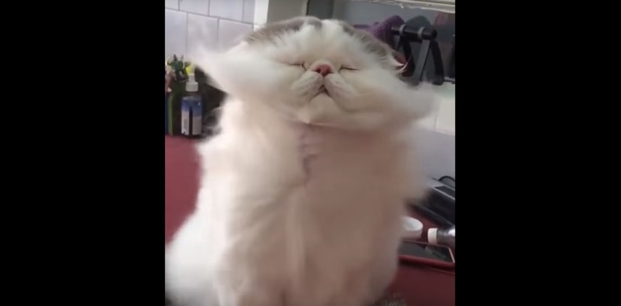 Lehn dich zurück, vergiss deine Sorgen und schau zu, wie gerne diese Katze angeblasen wird