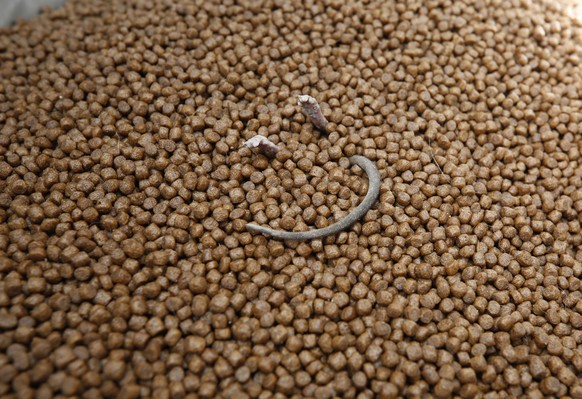 epaselect epa07867905 The carcase of a mouse sits under dog food at the private Aerinwon abandonment animal shelter in Pocheon, Gyeonggi province, South Korea, 25 September 2019. Authorities on 25 Sep ...