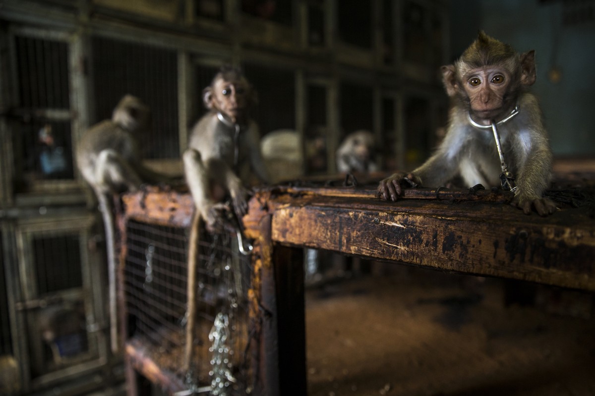 Juvenile long tailed macaques (Macaca fascicularis) for sale at Denpasar animal market, Bali.