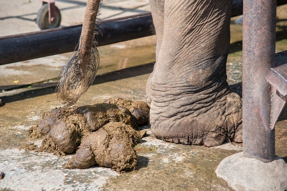 Elefantenkot Elefant scheissen (Bild: shutterstock)