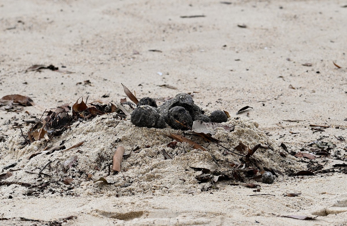 epa11661451 Unkown debris washed up on Coogee Beach causing the beach closure in Sydney, Australia, 16 October 2024. Coogee Beach in Sydney?s east closed following the discovery of mysterious, black,  ...