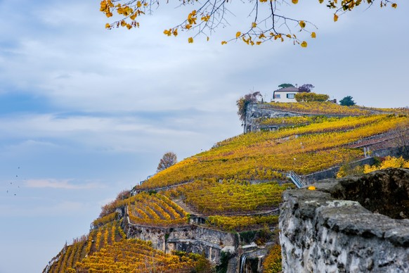 Die Zickzack-Wanderwege von Lavaux.