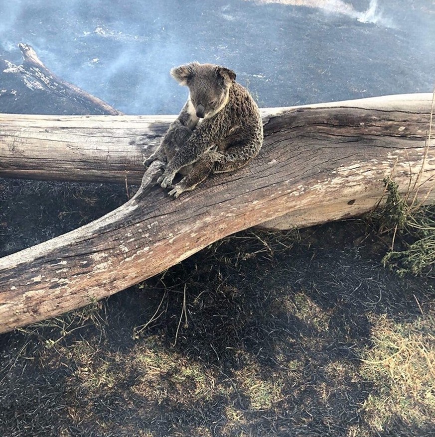 Australier retten Koala-Mama und ihr Baby vor dem Buschfeuer – der Bildbeweis ist rührend