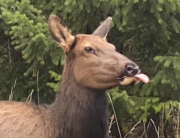 cute news tier
https://www.reddit.com/r/NatureIsFuckingCute/comments/1gklhpk/not_sure_if_its_cute_but_its_a_unique_one/