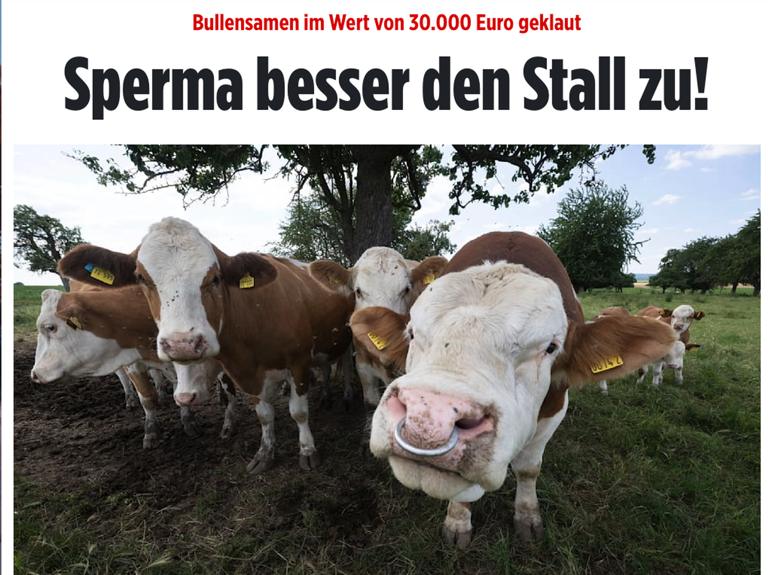 Okay, BILD. Die Schlagzeile ist gut.