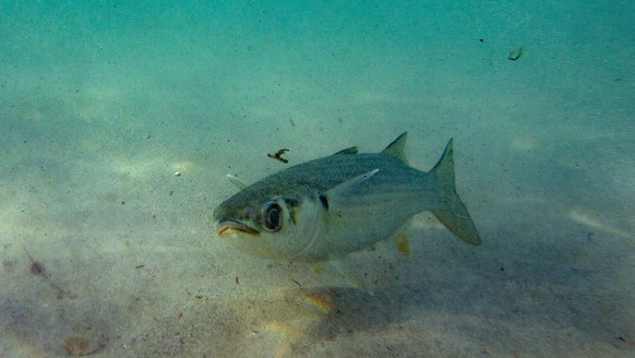 epa07430587 (04/19) A fish swims amongst micro plastics and debris in the Atlantic ocean off the 400-year-old village of Ngor on the western most tip of Africa, Dakar, Senegal, 22 February 2019. Seneg ...
