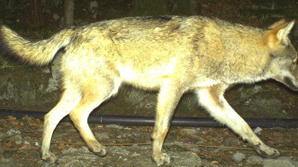 Dieser Wolf tappte in Seelisberg in eine Fotofalle.