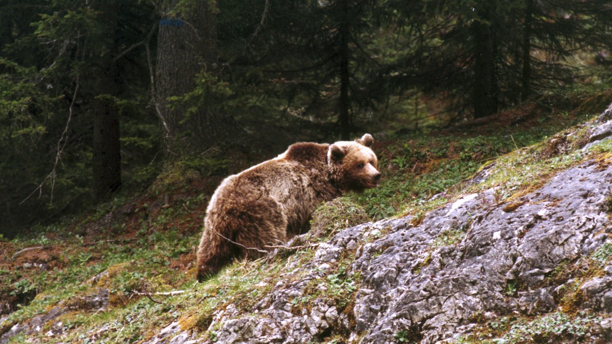 This photo taken on May 18, 2000 provided by the Provincia autonoma di Trento press office shows bear Daniza at the Adamello Brenta park, northern Italy. Animal rights groups called Thursday, Sept. 11 ...