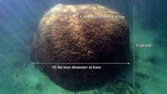 news - Australien: Gut 400 Jahre alte grosse Koralle im Great Barrier Reef entdeckt