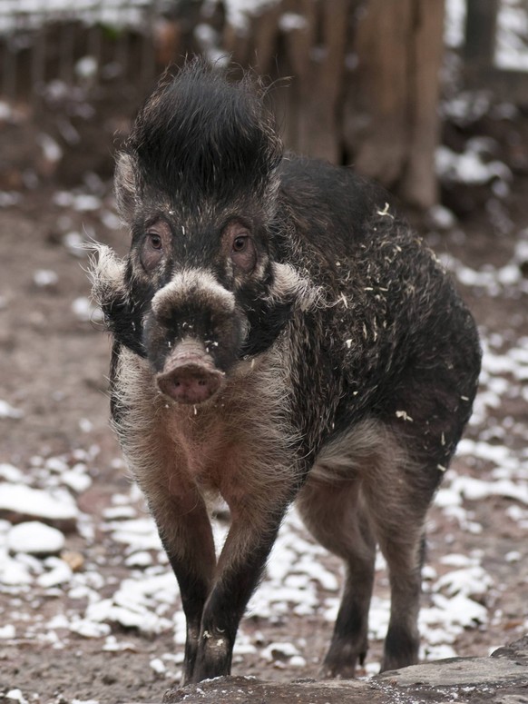 Bildnummer: 59027099 Datum: 11.01.2013 Copyright: imago/Hohlfeld
Neu im Zoo Berlin sind zwei seltene Visayas-Pustelschweine (Sus cebifrons). Die beiden Neuankömmlinge aus dem Zoo Posen gehören zu den  ...