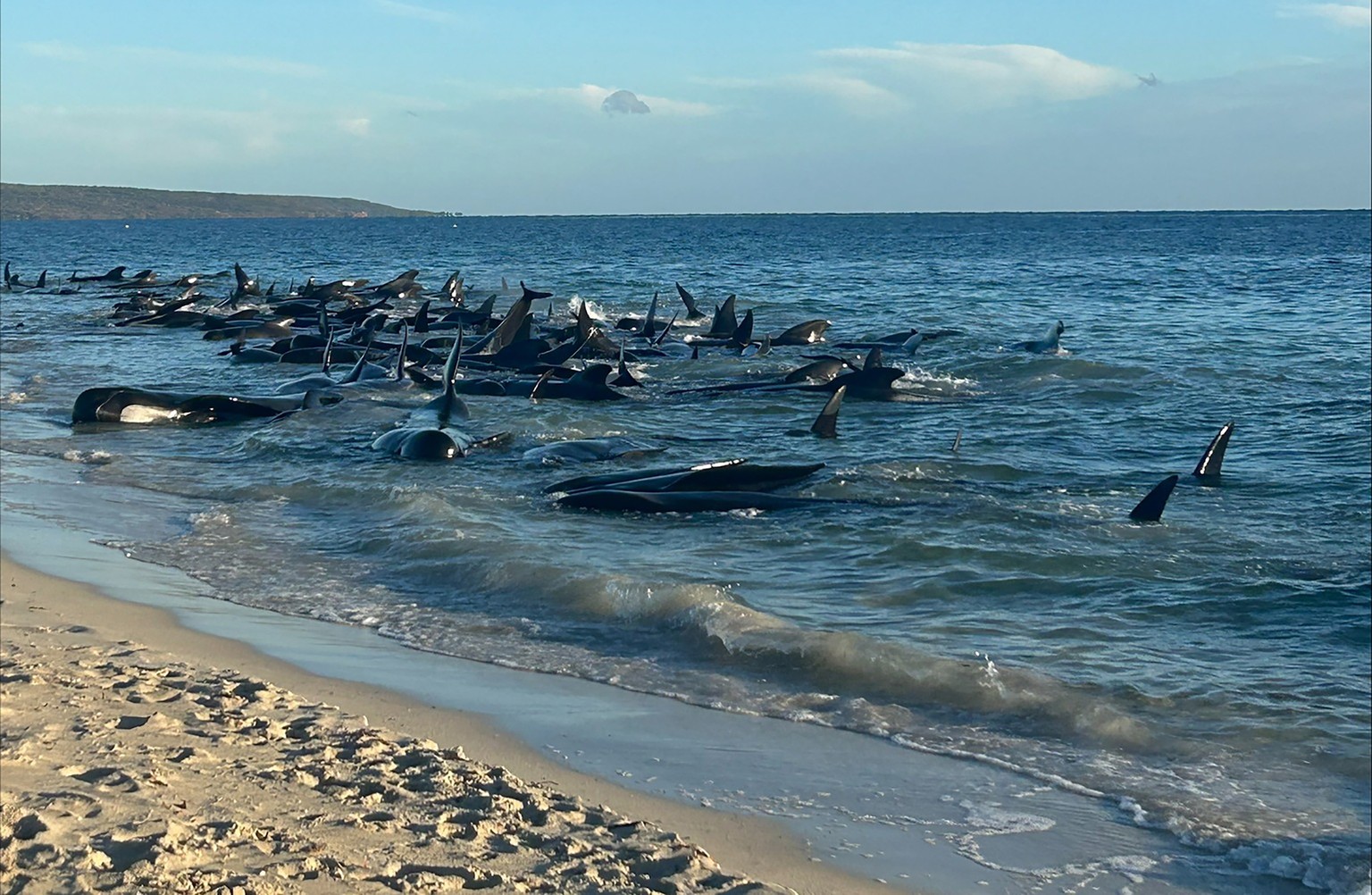 epa11299393 A handout photo made available by Parks and Wildlife, Western Australia (WA) of a mass stranding of whales at Toby&#039;s Inlet in Western Australia, Australia, 25 April 2024. According to ...