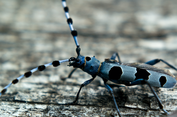 A blue beetle, called Rosalia longicorn (Rosalia alpina or Alpenbock) with only one wing, sitting on a wooden table. Photo taken in Croatia (Alpenbock)