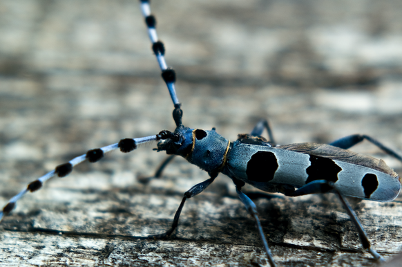 A blue beetle, called Rosalia longicorn (Rosalia alpina or Alpenbock) with only one wing, sitting on a wooden table.  Photo taken in Croatia (Alpenbock)