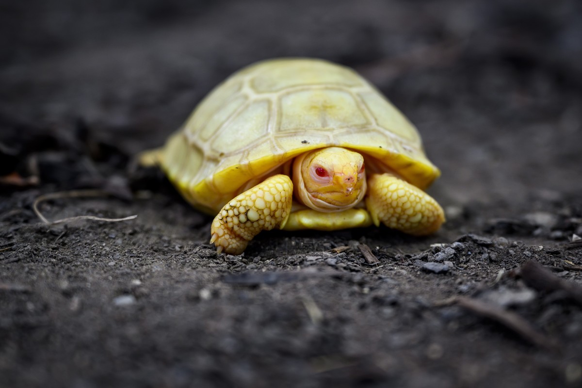 epa09991580 A baby Galapagos giant albino tortoise is photographed in the Tropiquarium in Servion, Switzerland, 02 June 2022. EPA/JEAN-CHRISTOPHE BOTT
