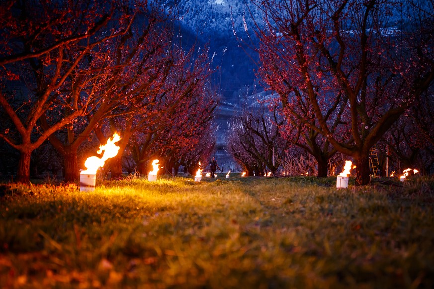 Anti-frost candles burn in apricot orchards to protect blooming buds and flowers from the frost, in the middle of the Swiss Alps, in Saxon, Canton of Valais, Switzerland, Friday, April 5, 2019. With a ...