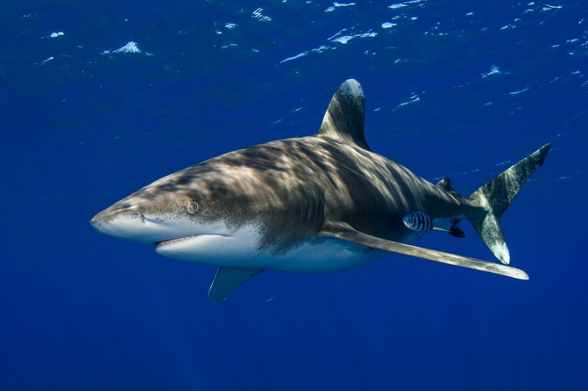 Weissspitzen-Hochseehai (Carcharhinus longimanus).
