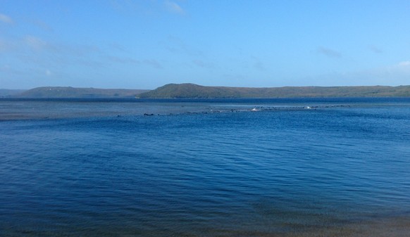 epa08685533 A handout photo made available by the Tasmania Police shows a pod of approximately 70 whales, believed to be pilot whales, reportedly stranded on a sandbar at Macquarie Harbour, Tasmania,  ...