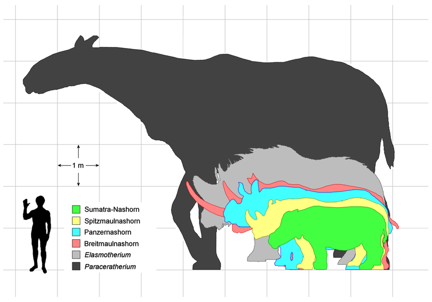 Grössenvergleich von Paraceratherium mit Nashörnern als nächste verwandte Gruppe und dem Menschen.
Von DagdaMor - Eigenes Werk, based on File:Rhino size comparison.jpg, CC BY 3.0, https://commons.wiki ...