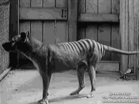 Animiertes GIF