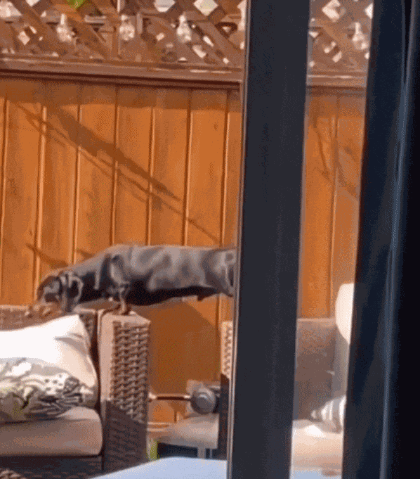 Animiertes GIF
