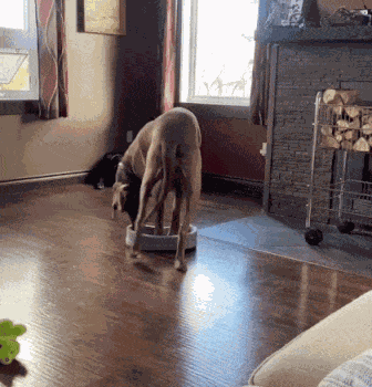 Animiertes GIF