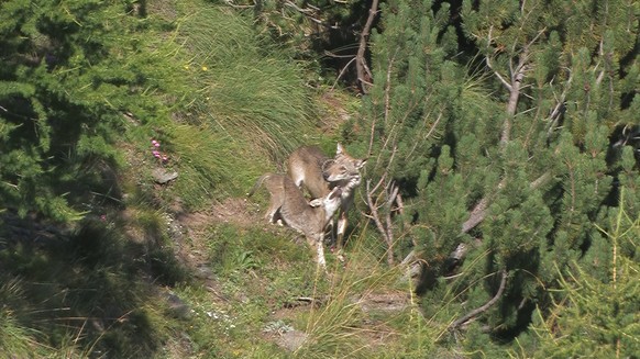 <p>Vor dem Zugang zum Versteck der Jungen wärmen sich der Vater und ein Welpe an der Morgensonne. Hier ist ein sogenannter Rendez-vous-Platz, der Versammlungs- und auch Spielplatz einer Wolfsfam ...