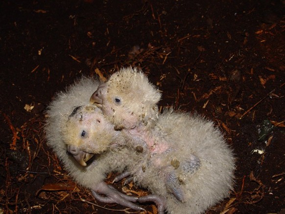 cute news tier kakapo vogel papagei
https://www.flickr.com/photos/docnz/8529664804/in/album-72157632918061382/