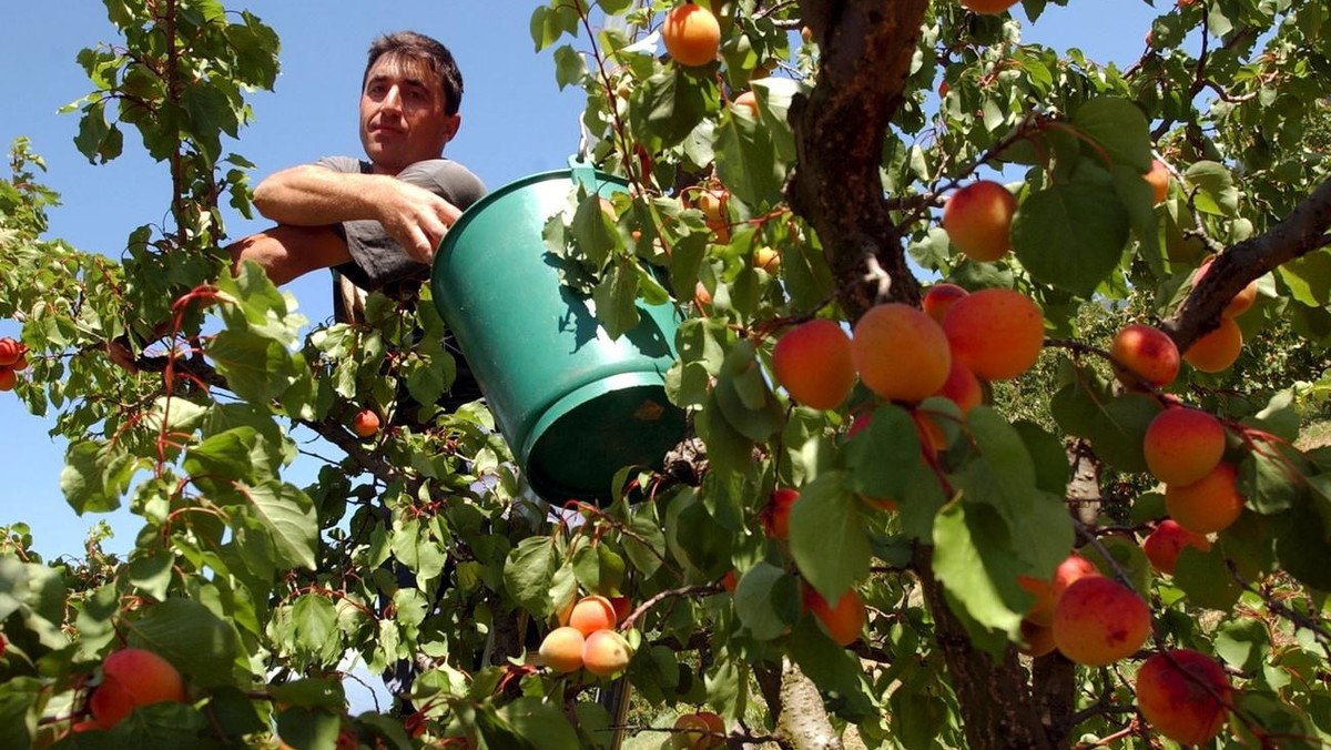Un employe agricole cueille des abricots de la variete Luizet, qui representent le 59 pourcent de la recolte en Valais, a Sion ce vendredi 19 juillet 2002. (KEYSTONE/Andree-Noelle Pot)