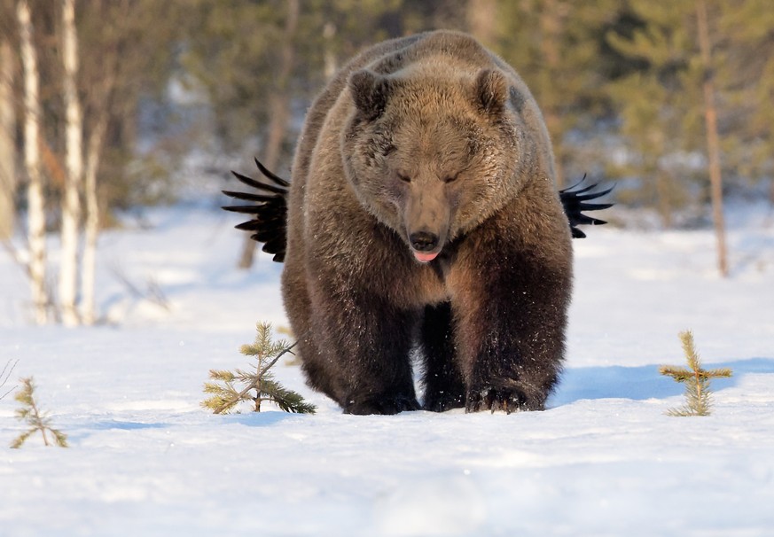 The Comedy Wildlife Photography Awards 2017
Esa Ringbom
Akaa
Finland

Title: Tease
Caption: Raven tease the bear
Description: Raven tease the bear
Animal: Bear and raven
Location of shot: Kuhmo in Fin ...