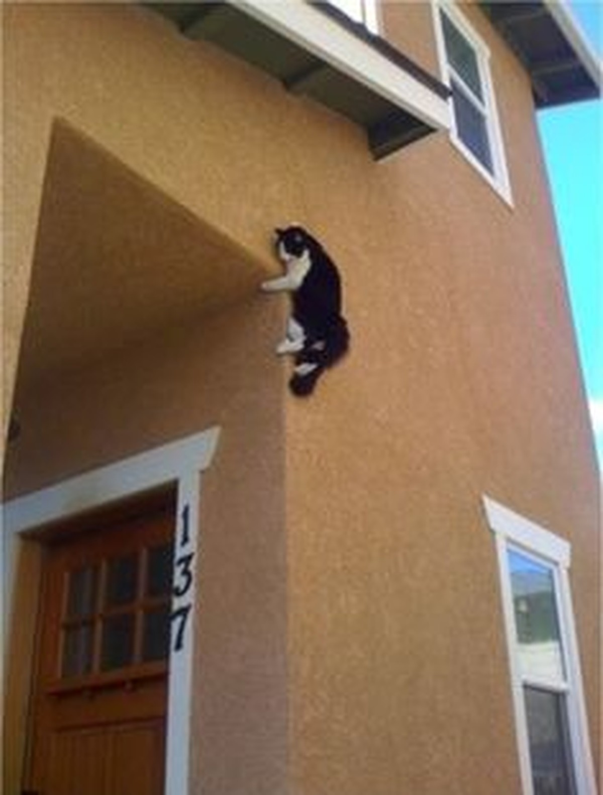 Spider Cat
http://imgur.com/gallery/rF9ei8t