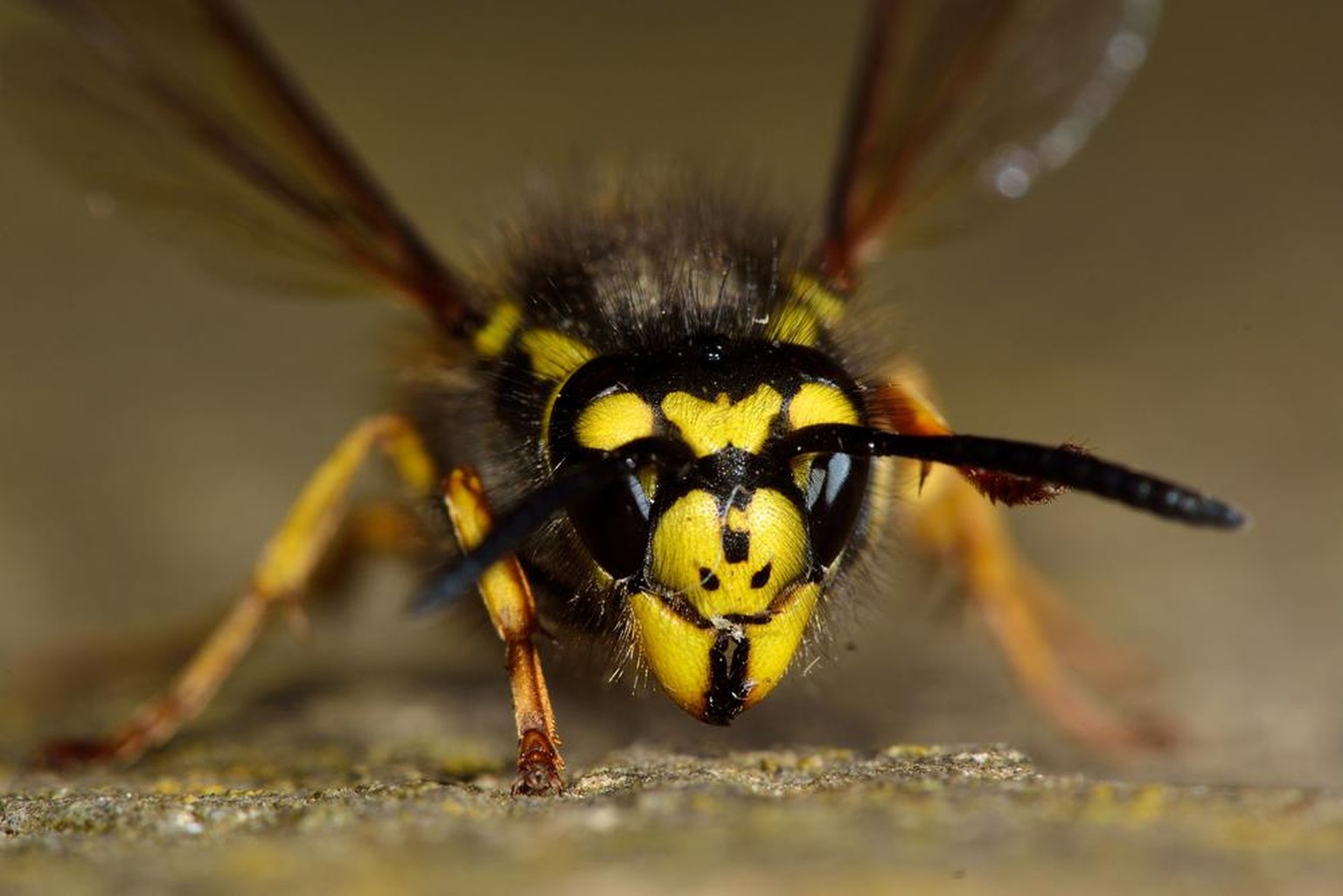 Deutsche Wespe (Vespula germanica)