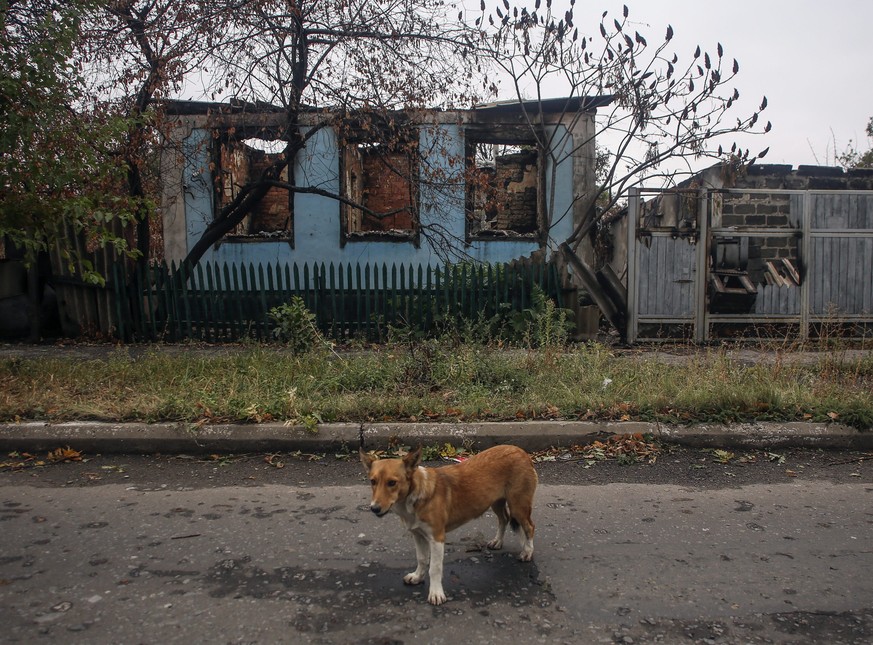 Geisterstädte in der Ostukraine: Ein Hund steht in Debalzewe in der Nähe von Donezk vor zerstörten und verlassenen Häusern.