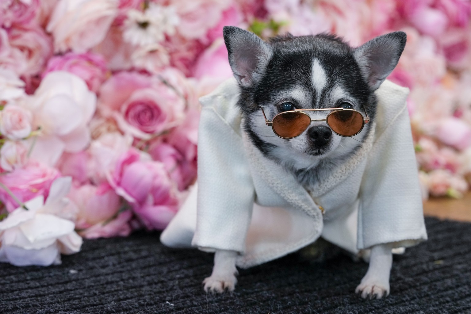 Bogie, a Chihuahua, models a creation by designer Anthony Rubio and inspired by an outfit worn by Bad Bunny, at the Met Gala, Monday, May 22, 2023, in New York. (AP Photo/Mary Altaffer)