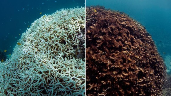 Vorher-nachher-Foto einer von der Korallenbleiche betroffenen Koralle bei Lizard Island im Great Barrier Reef.