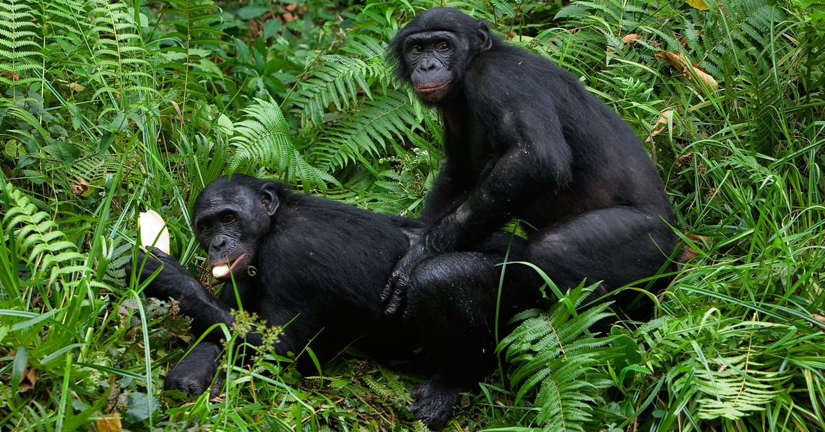 Bonobos