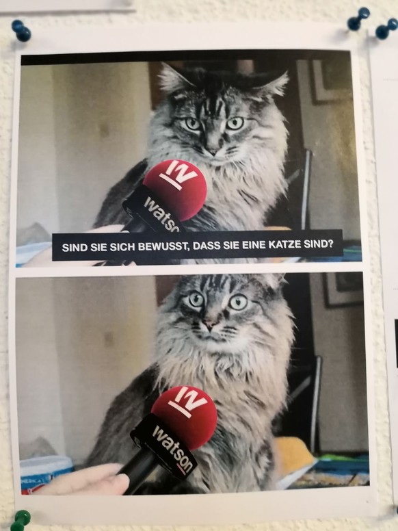 Katze
Cute News