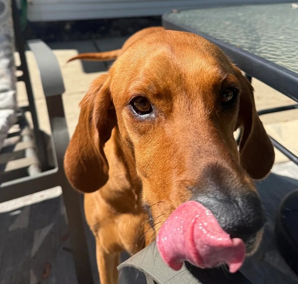 cute news tier hund

https://www.reddit.com/r/rarepuppers/comments/1l800a3/my_dog_has_to_be_the_pickiest_hound_dog_on_planet/