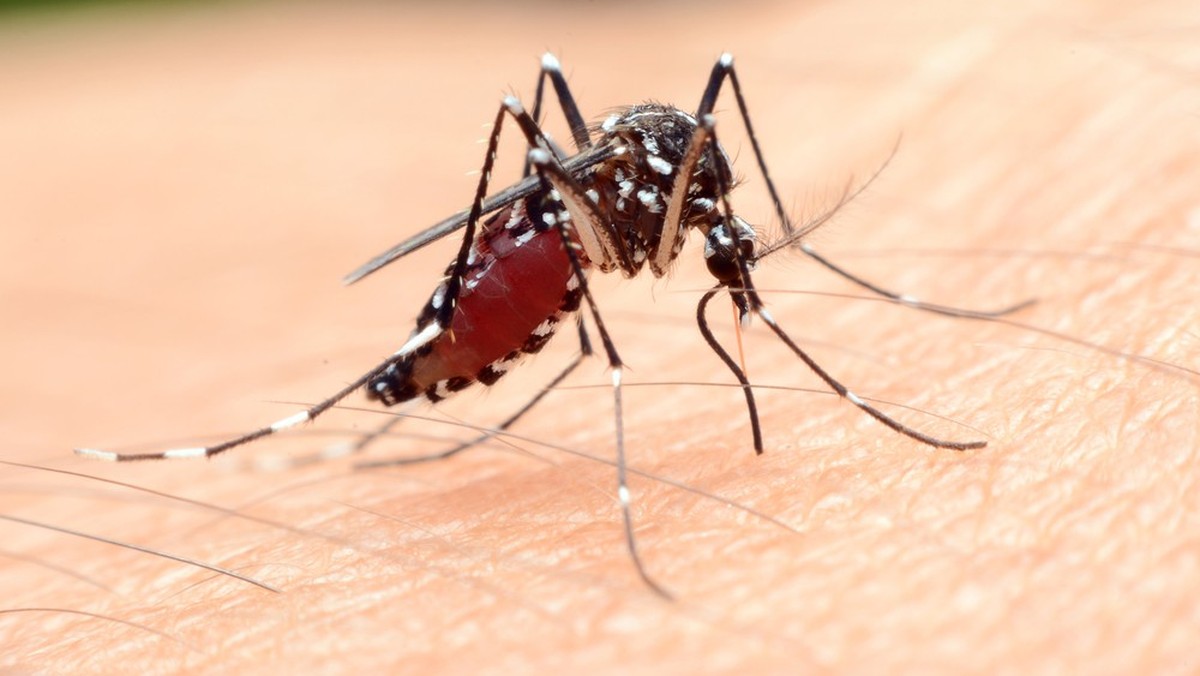 Eine Anopheles-Steckmücke. Moskito, Malaria