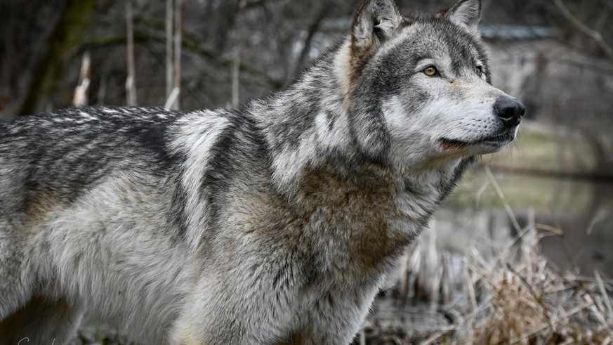 Schon 18 Wölfe in Park der italienischen Region Abruzzen vergiftet
