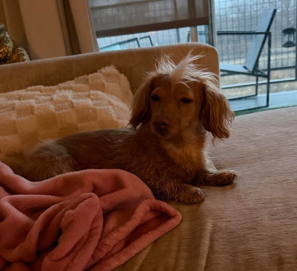cute news tier hund

https://www.reddit.com/r/Dachshund/comments/1ua211w/waking_up_from_a_nap_and_not_knowing_what_year_it/