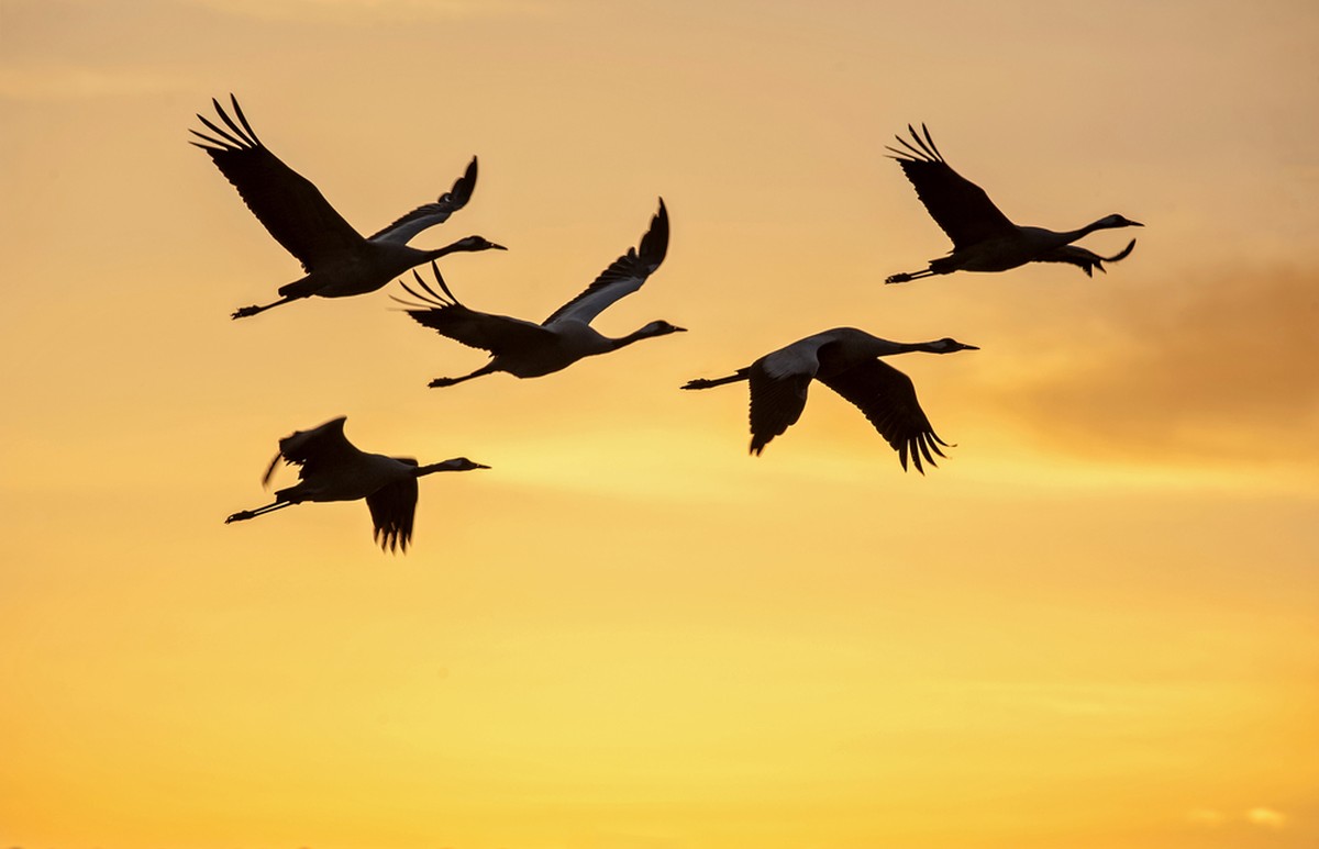 Kranich, Frühling, Zugvogel, Schwarm, Vögel, Vogel, Kraniche
