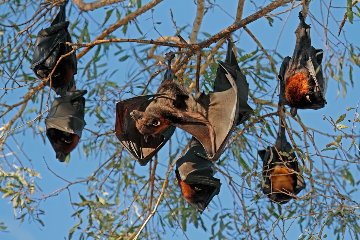 Un Australien meurt d'un virus transmis par une chauve-souris (image d'illustration)