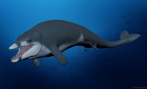 Primeval whale Tutcetus rayanensis