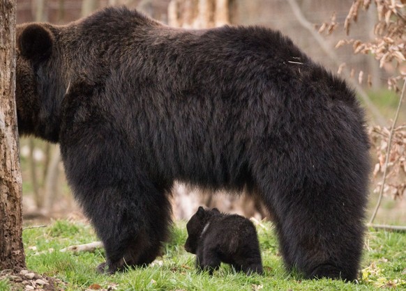 Mutter Masha und Jungbär 3 im Januar.