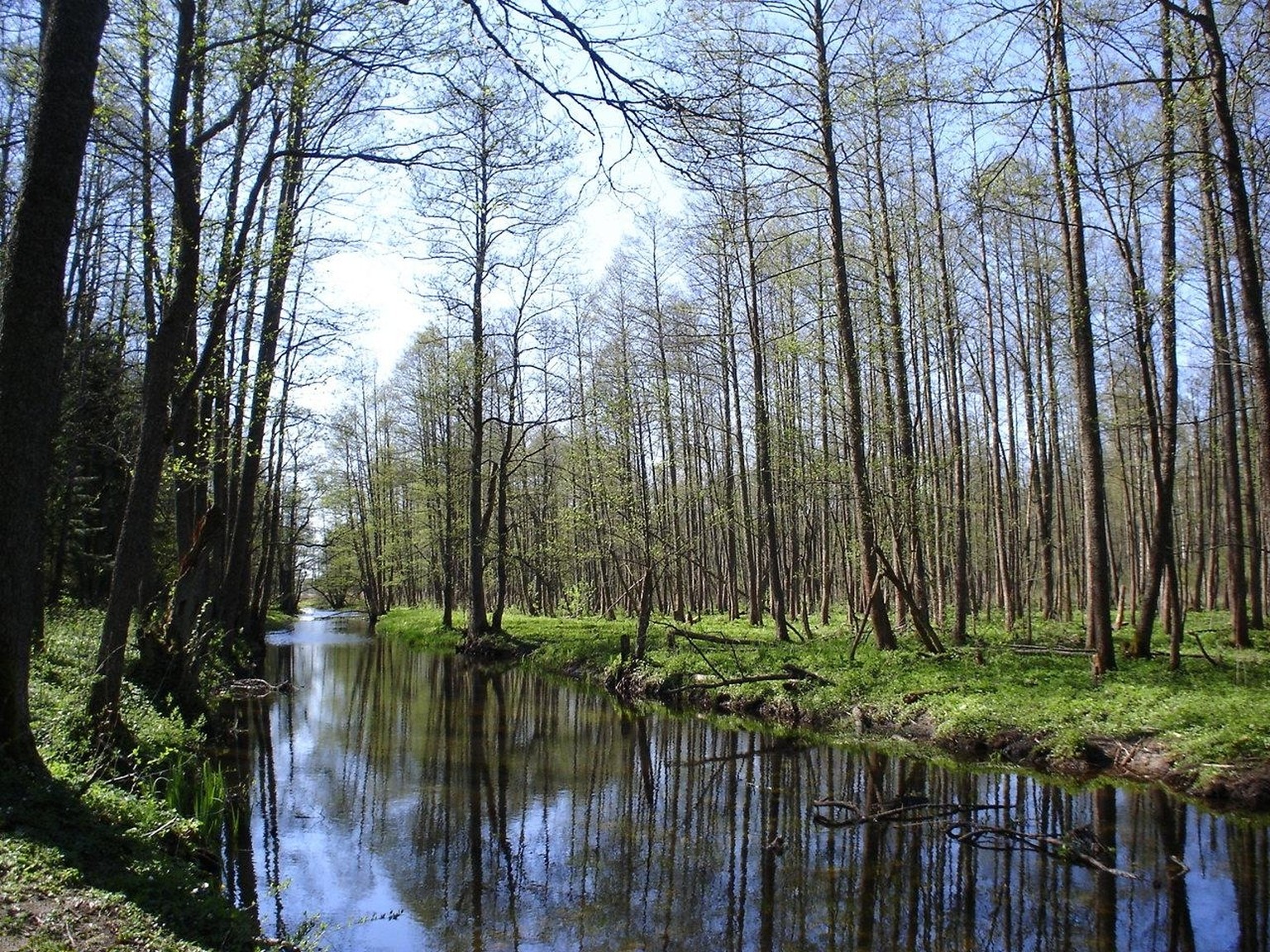 Bialowieza-Urwald in Polen, Weissrussland