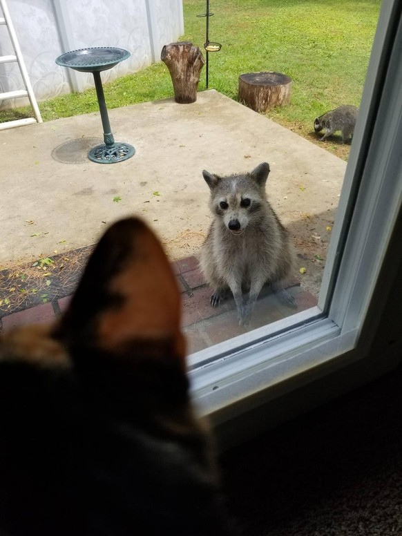 cute news animal raccoon cat raccoon https://www.reddit.com/r/Raccoons/comments/13v55u3/maskless_fella_visits_looking_amountgled_after_a/