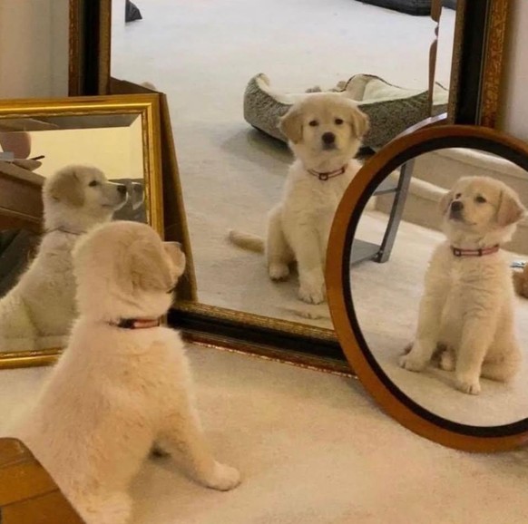 cute news tier hund

https://www.reddit.com/r/dogmemes/comments/1rqjvqt/welcome_to_the_meeting_of_good_boys/