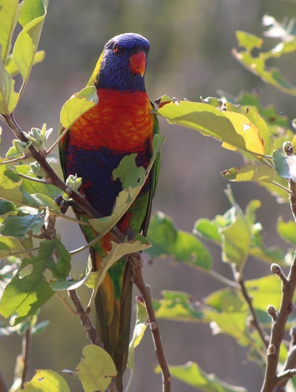 cute news animal tier vogel australien Rainbow Lorikeet 

https://imgur.com/t/australian_wildlife/JBWTaI3